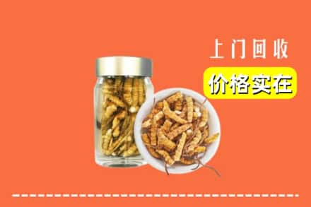 大连甘井子区回收散虫草